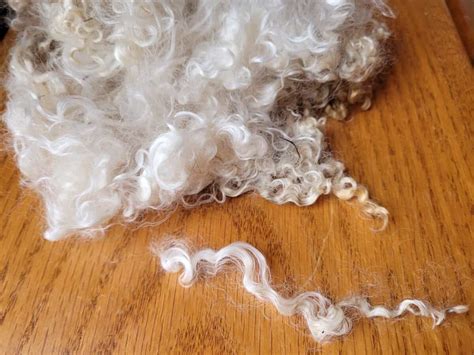 what is crimp in wool